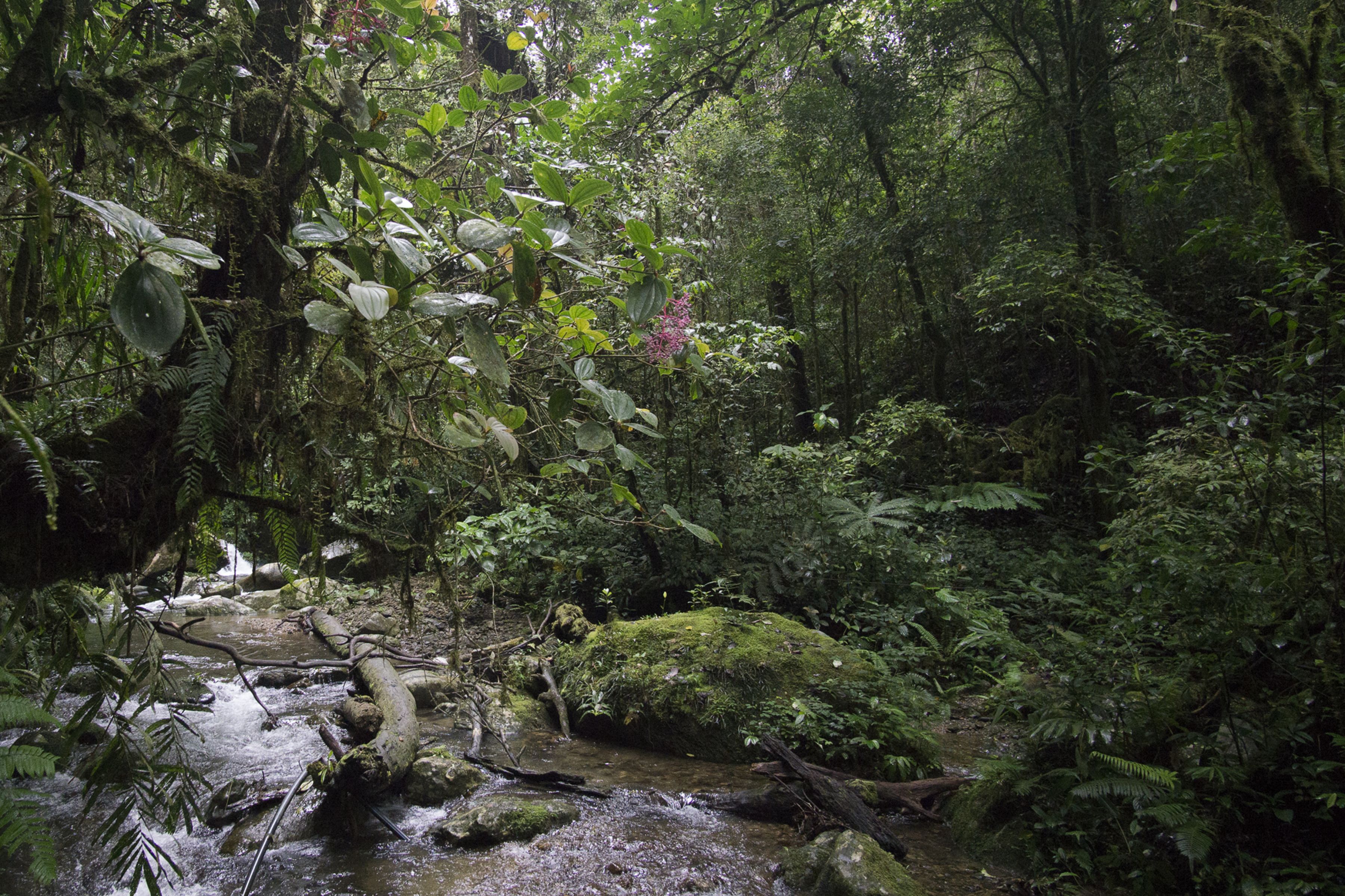 Mt Kinabalu :: Vertical Garden Design