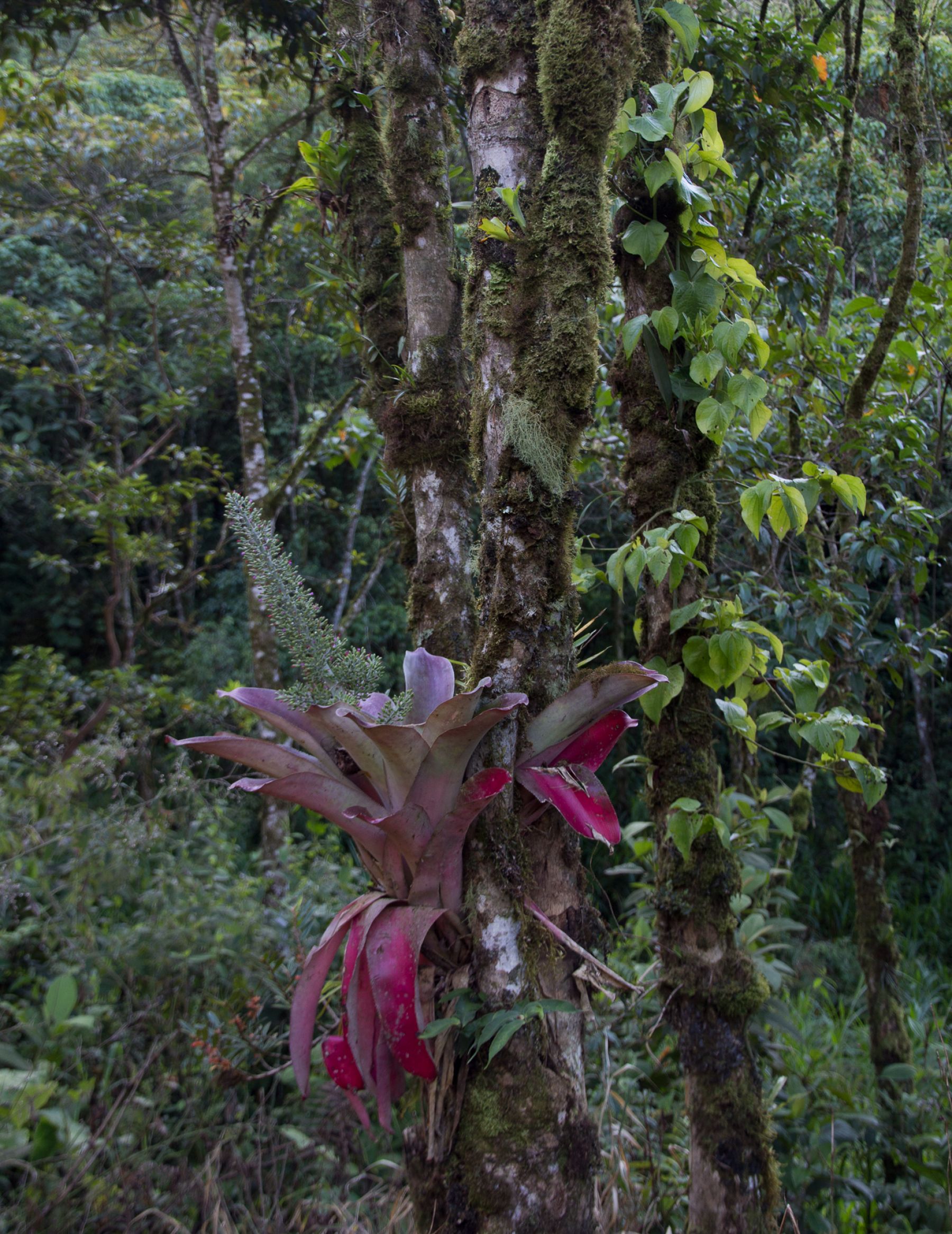 Costa Rica :: Vertical Garden Design